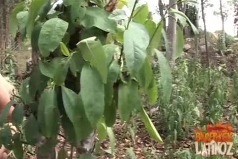 Latinos And Indians raw Sex orgy